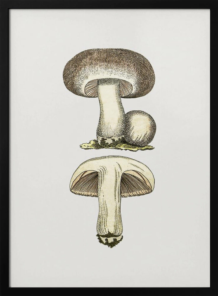 Hand Drawn Field Mushroom Gray | Poster