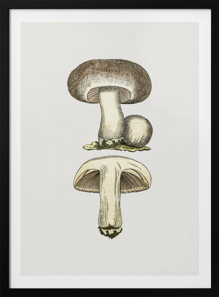 Hand Drawn Field Mushroom Gray | Poster