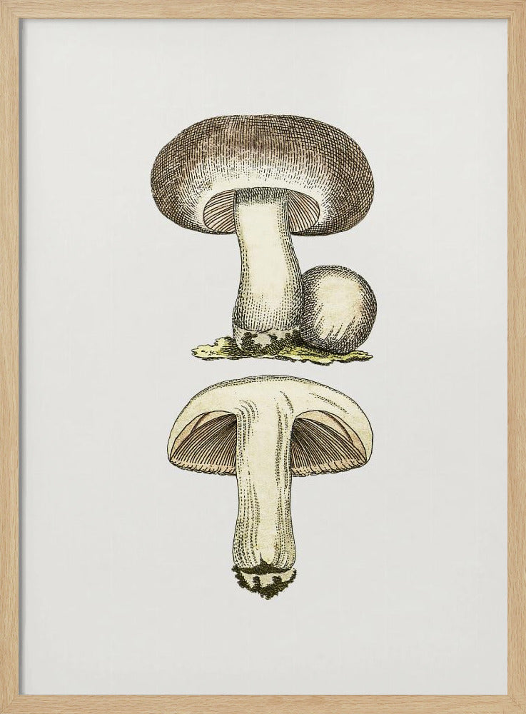 Hand Drawn Field Mushroom Gray | Poster