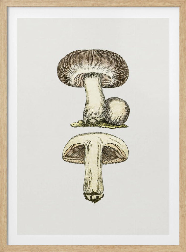 Hand Drawn Field Mushroom Gray | Poster