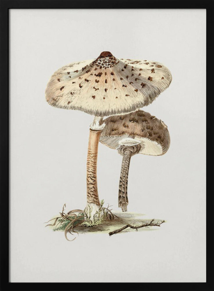 Hand Drawn Parasol Mushroom | Poster