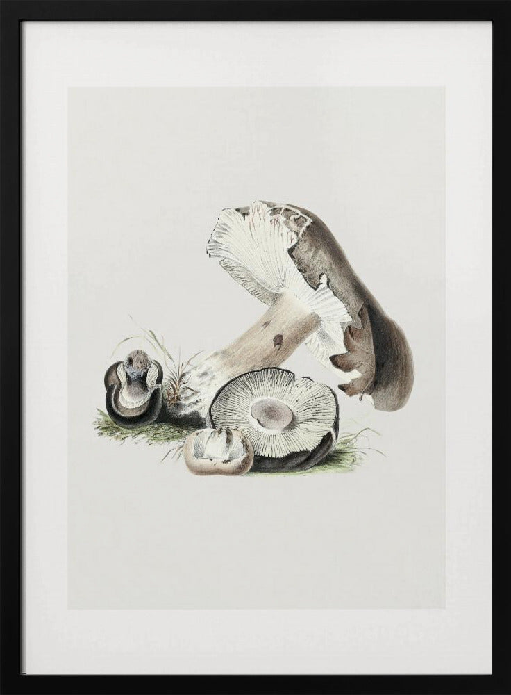 Vintage Agaricus Augustus Mushroom 50x70 | Poster