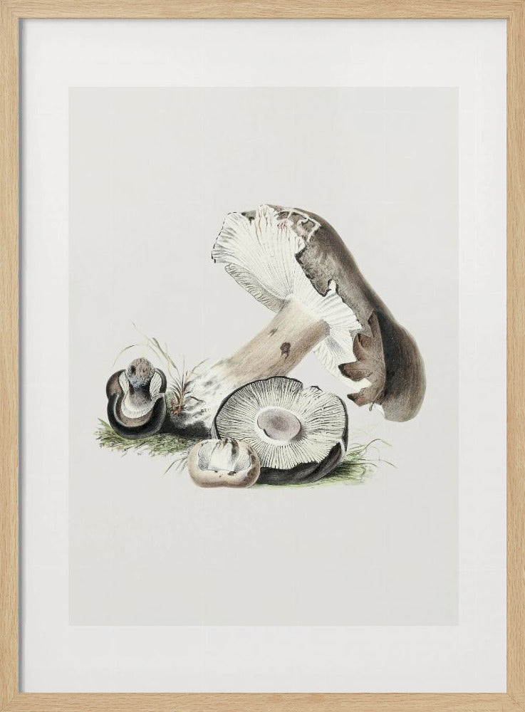 Vintage Agaricus Augustus Mushroom 50x70 | Poster