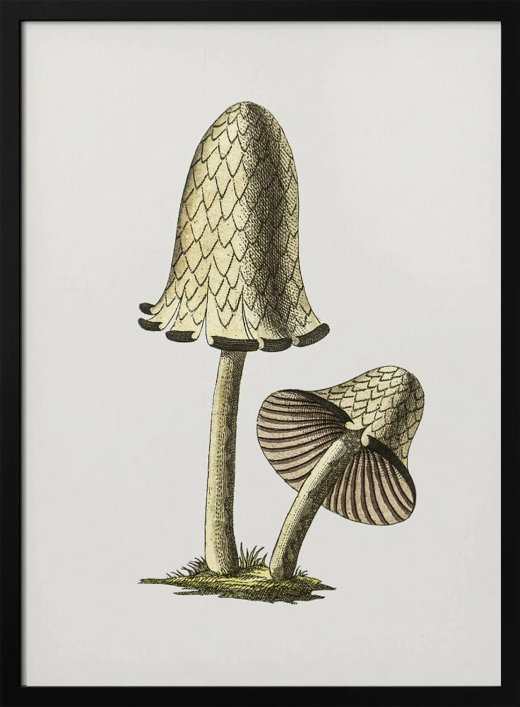 Vintage Inky Cap Edible Mushroom | Poster