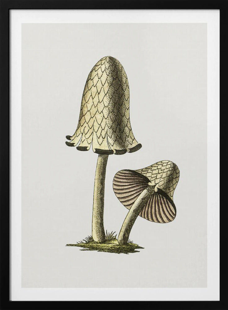 Vintage Inky Cap Edible Mushroom | Poster