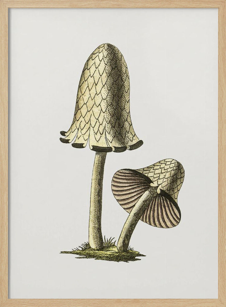 Vintage Inky Cap Edible Mushroom | Poster