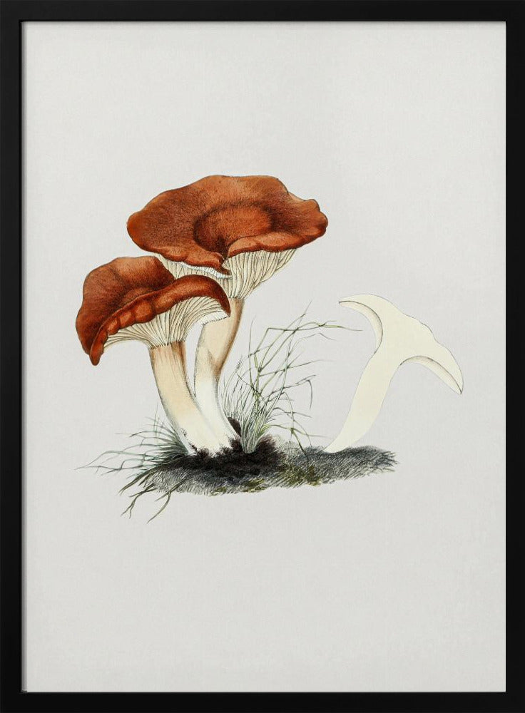 Hand Drawn Rufous Milkcap Mushroom | Poster