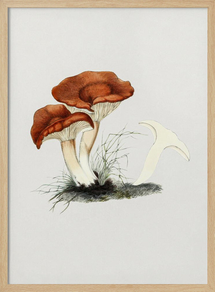 Hand Drawn Rufous Milkcap Mushroom | Poster