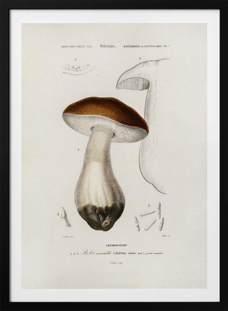Penny Bun (boletus Edulis) | Poster