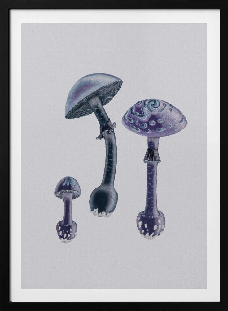 Amanita Muscaria White Backgound Purple | Poster