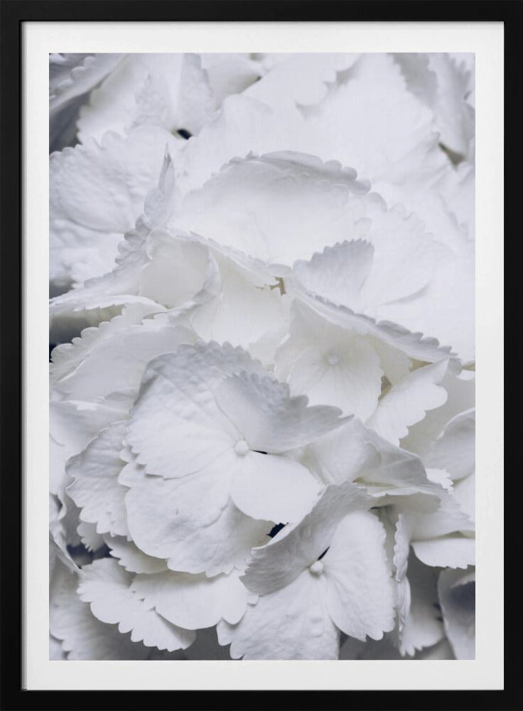 Delicate White Hydrangea Petals | Poster