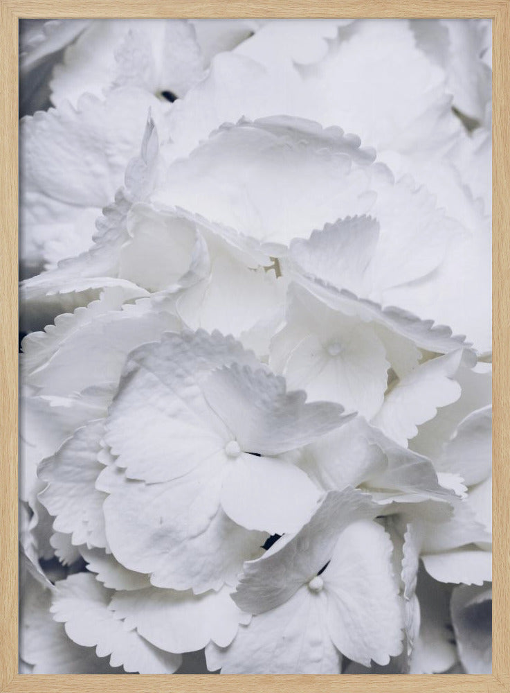 Delicate White Hydrangea Petals | Poster