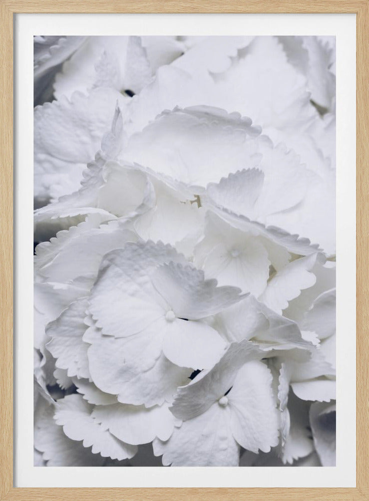 Delicate White Hydrangea Petals | Poster