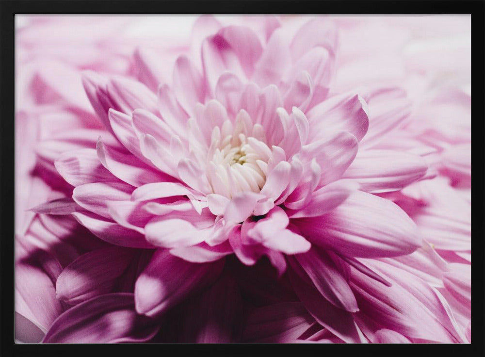 pink Chrysanthemum Blossom | Poster