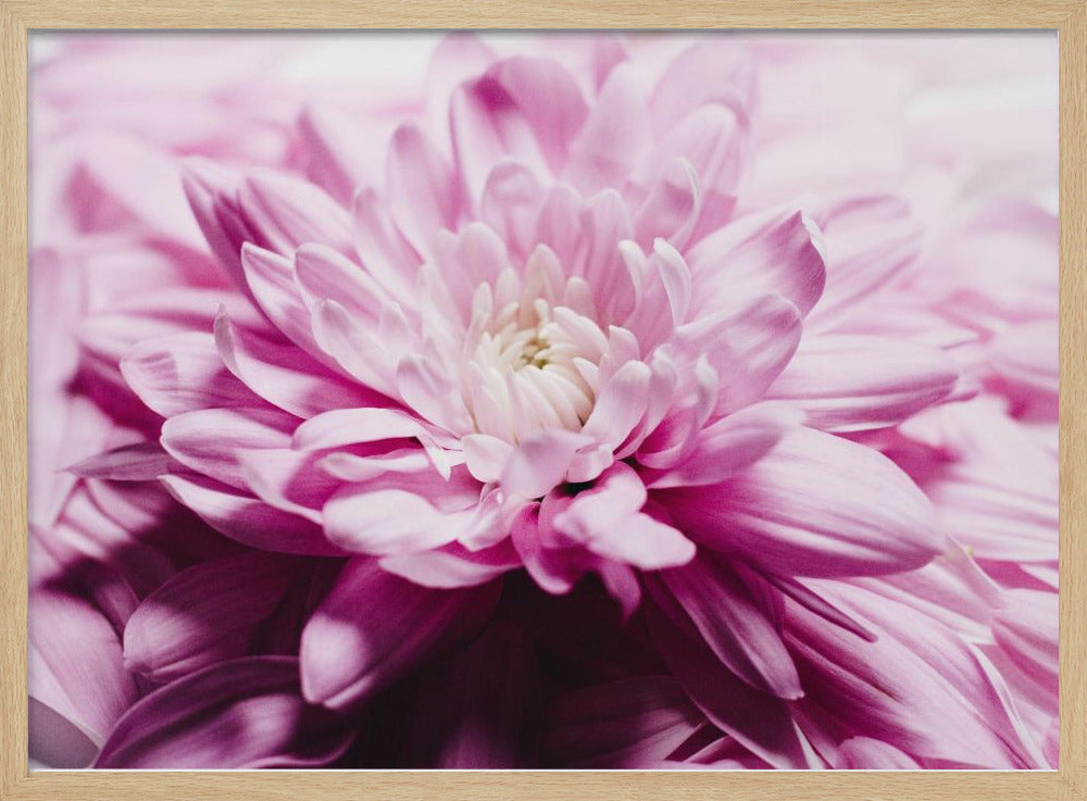 pink Chrysanthemum Blossom | Poster