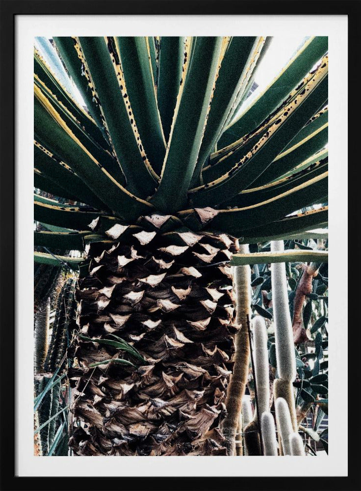 Cactus Plant | Poster