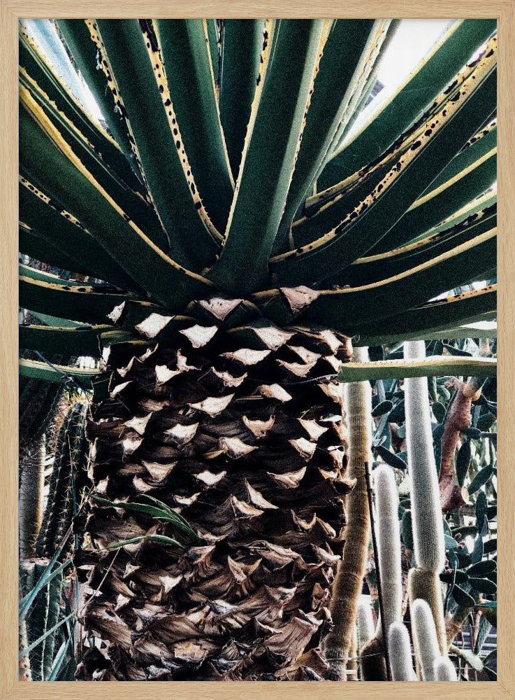 Cactus Plant | Poster