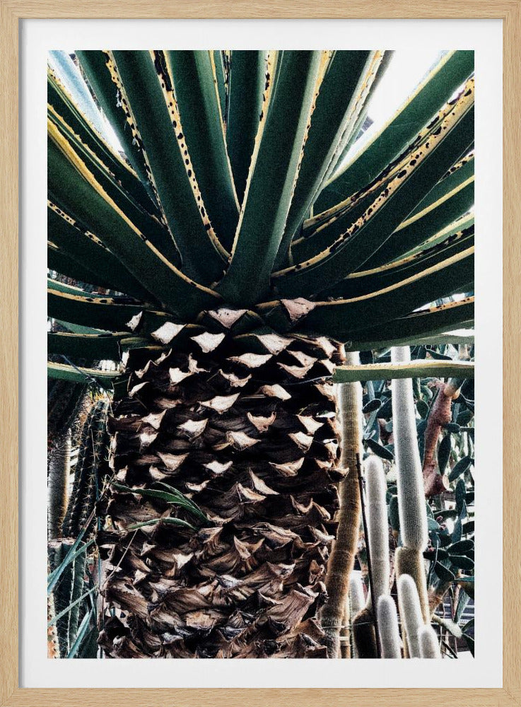 Cactus Plant | Poster