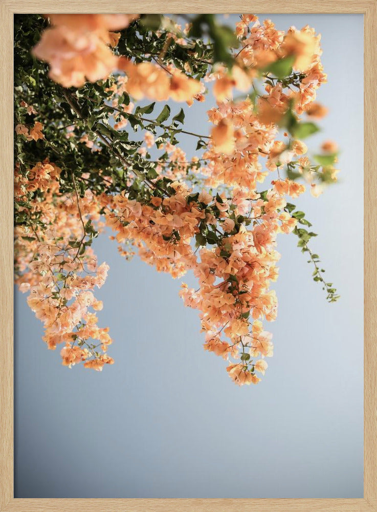Golden Blossom Dance | Poster