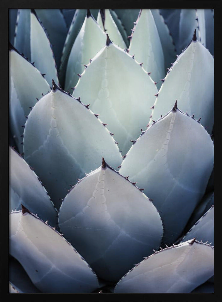 Agave Geometry | Poster