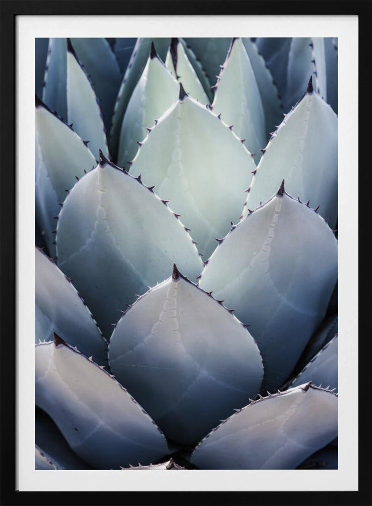 Agave Geometry | Poster