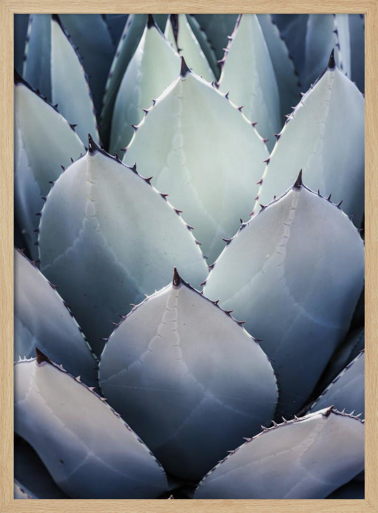 Agave Geometry | Poster