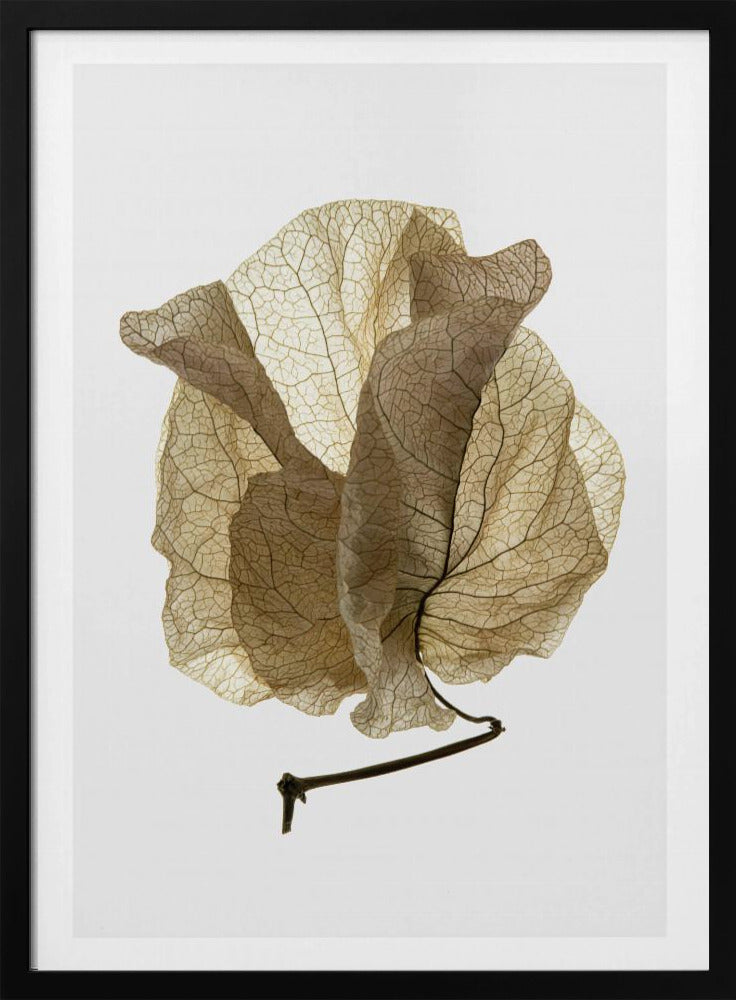 Whispering Petals | Poster