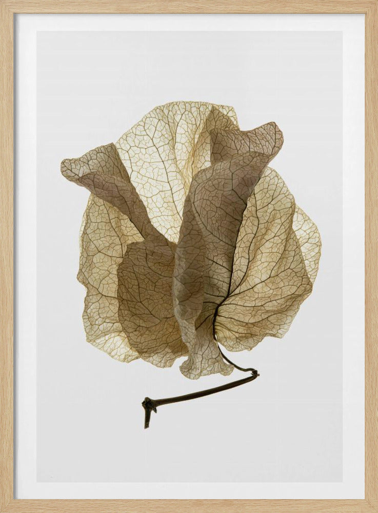 Whispering Petals | Poster