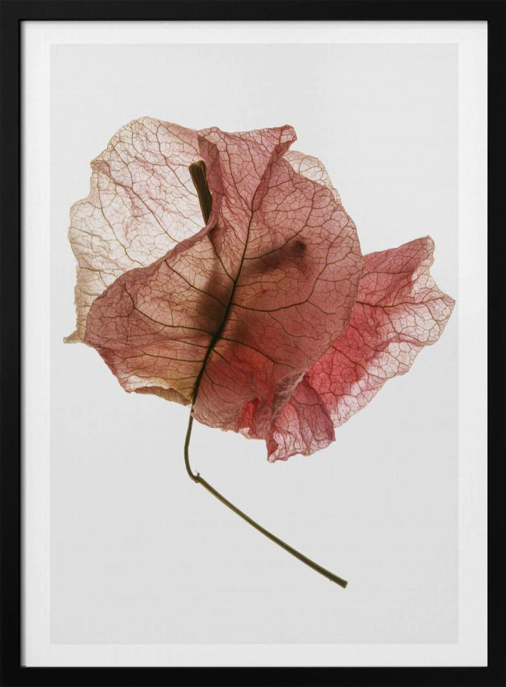 Delicate Petal Veins | Poster