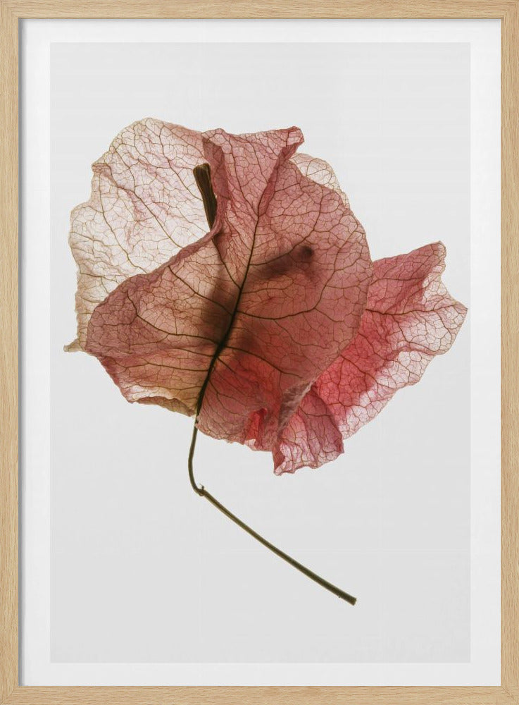 Delicate Petal Veins | Poster