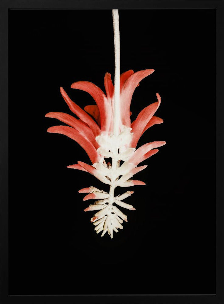 Petal Skeleton Fusion | Poster