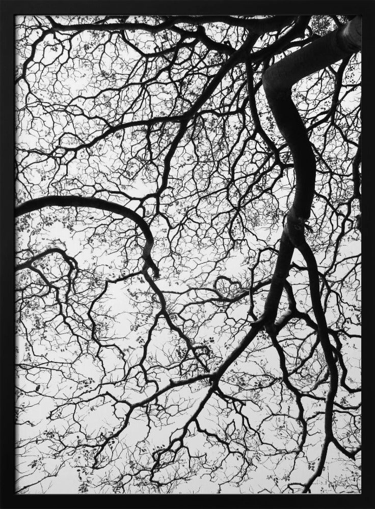 Branches' Dance | Poster