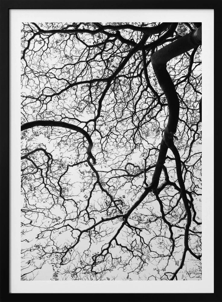 Branches' Dance | Poster