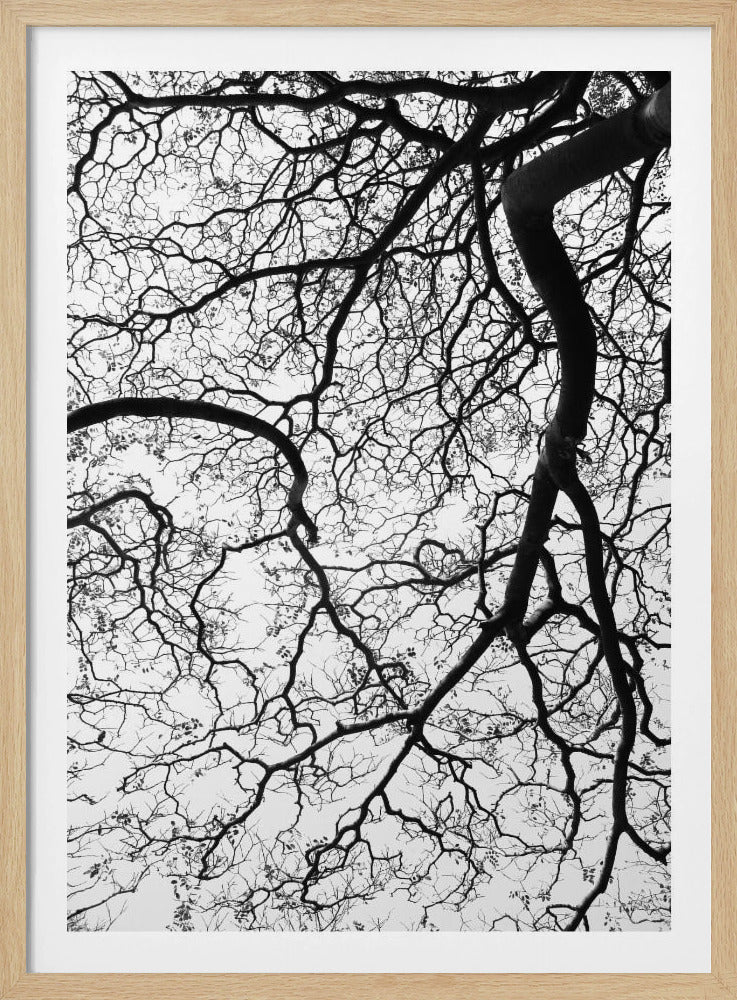 Branches' Dance | Poster