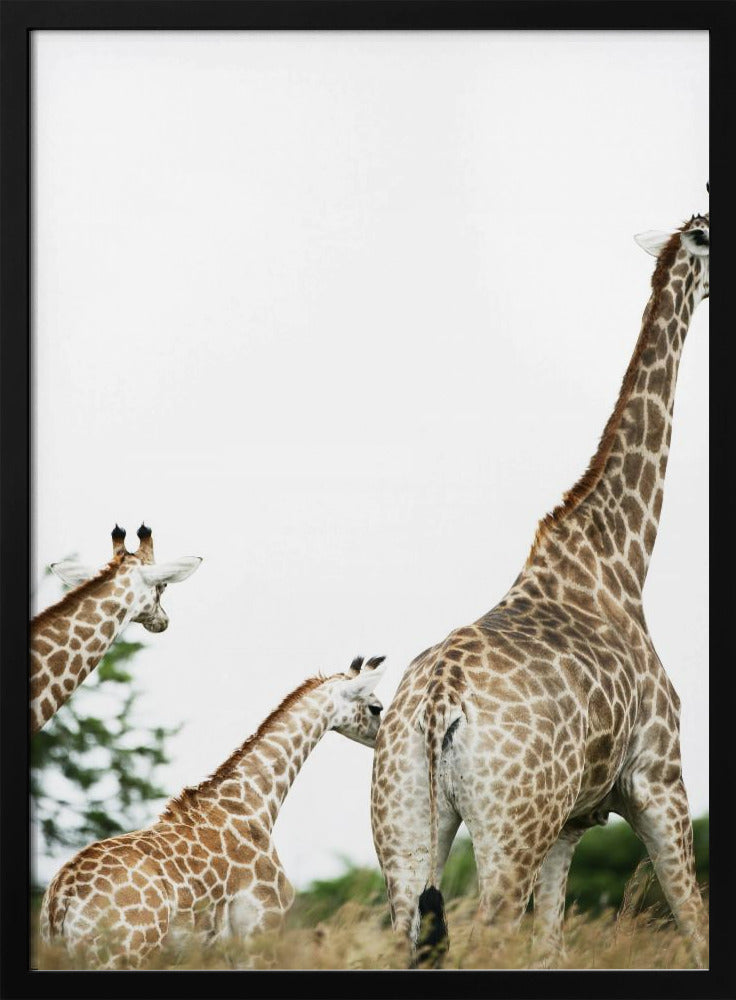 Giraffe Stroll | Poster