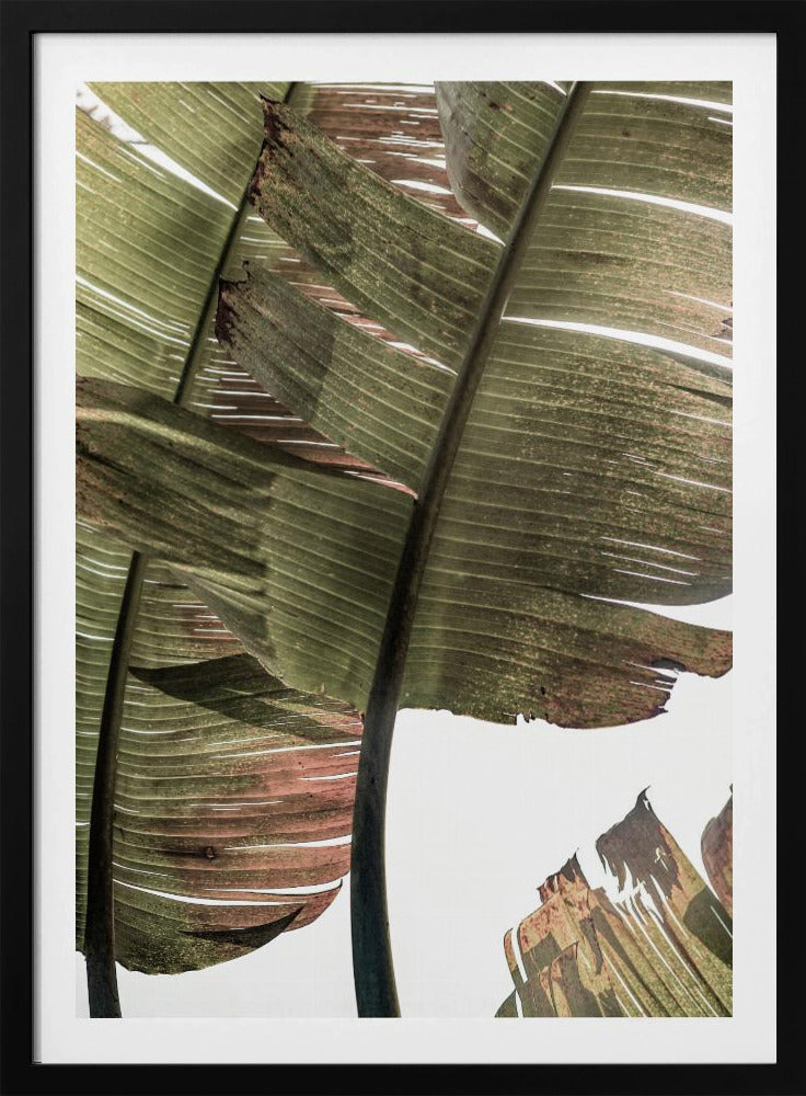 Tropical Serenity | Poster