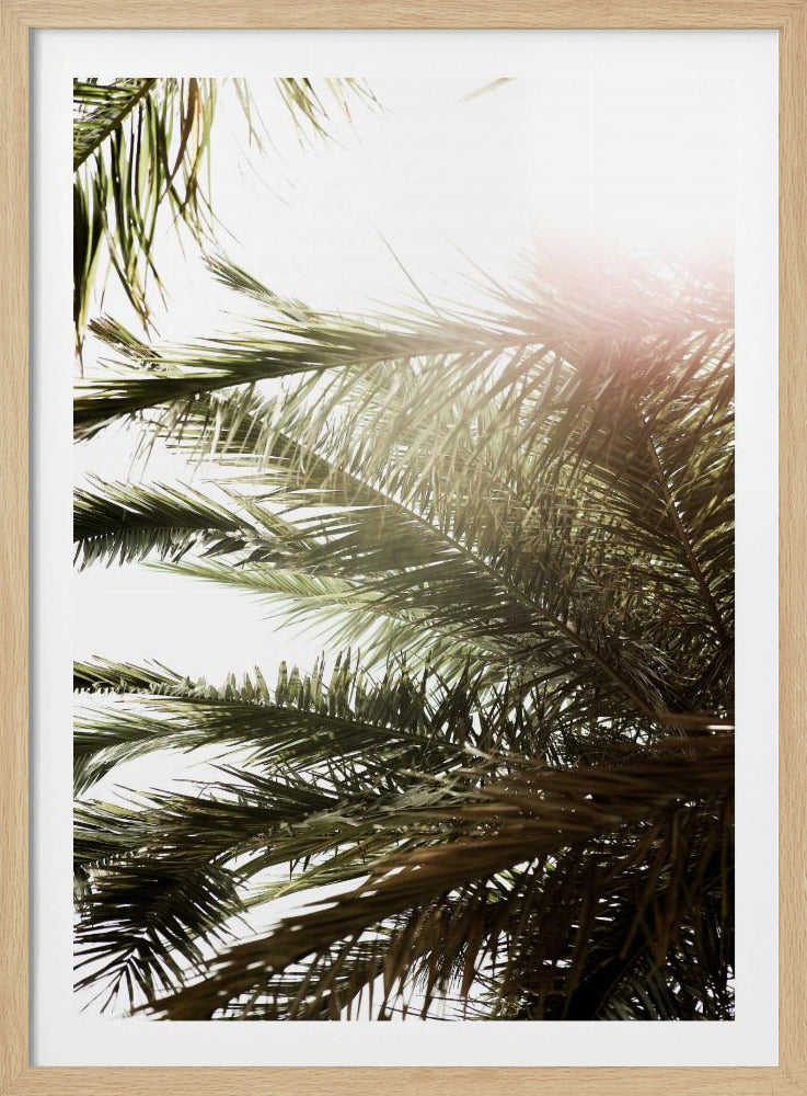 Sunlit Palm Glow | Poster