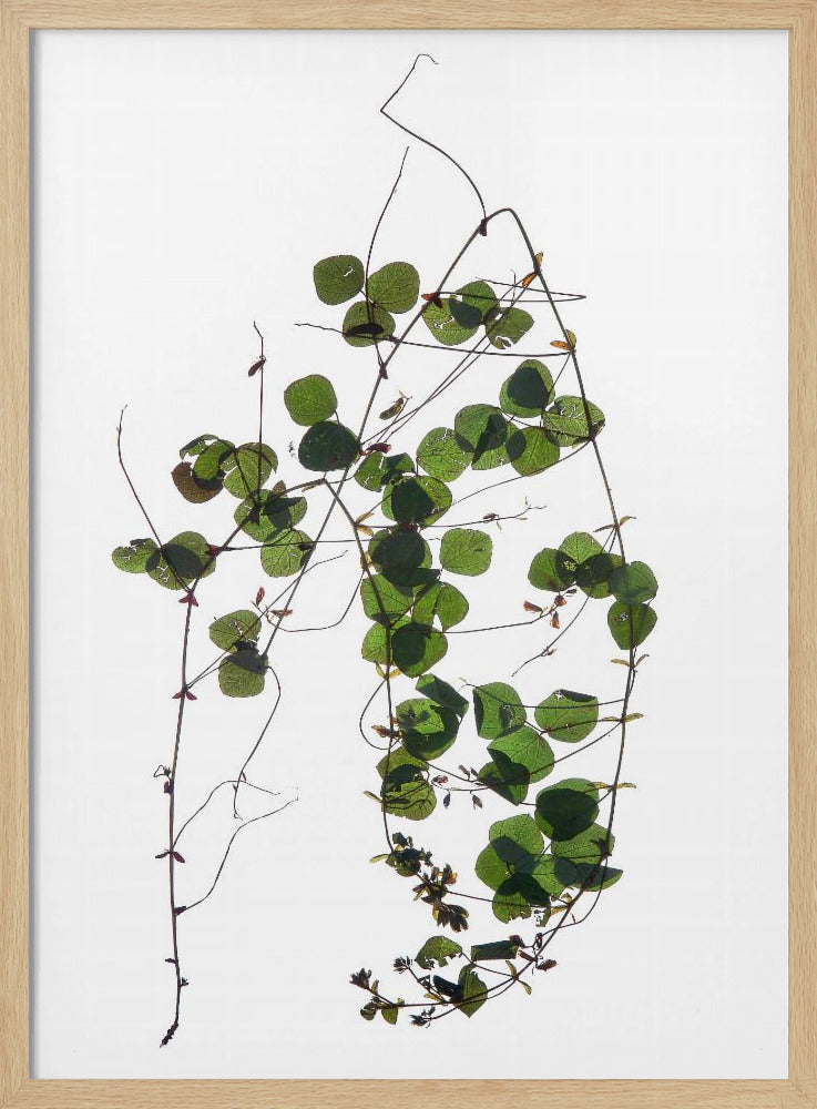 Vine’s Dance | Poster