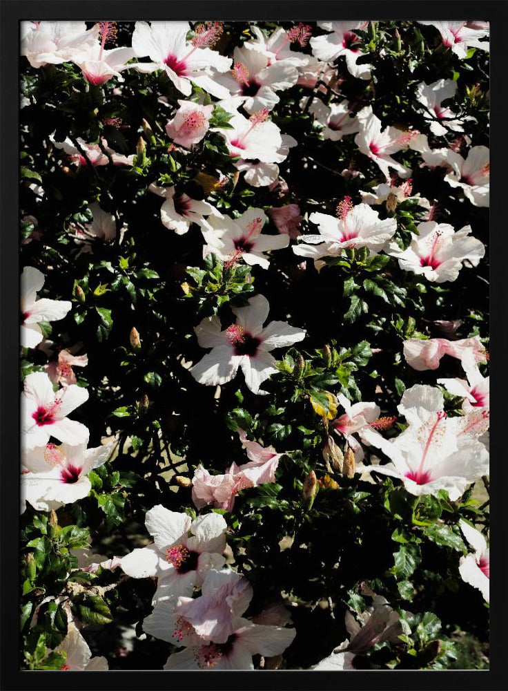 Blossom Symphony | Poster