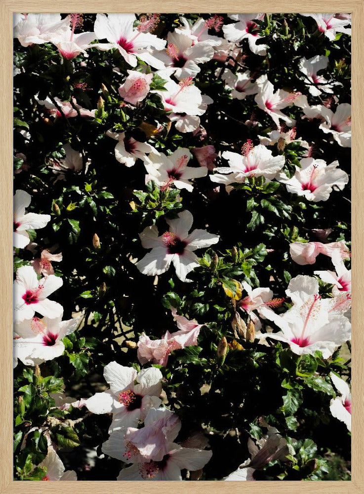 Blossom Symphony | Poster