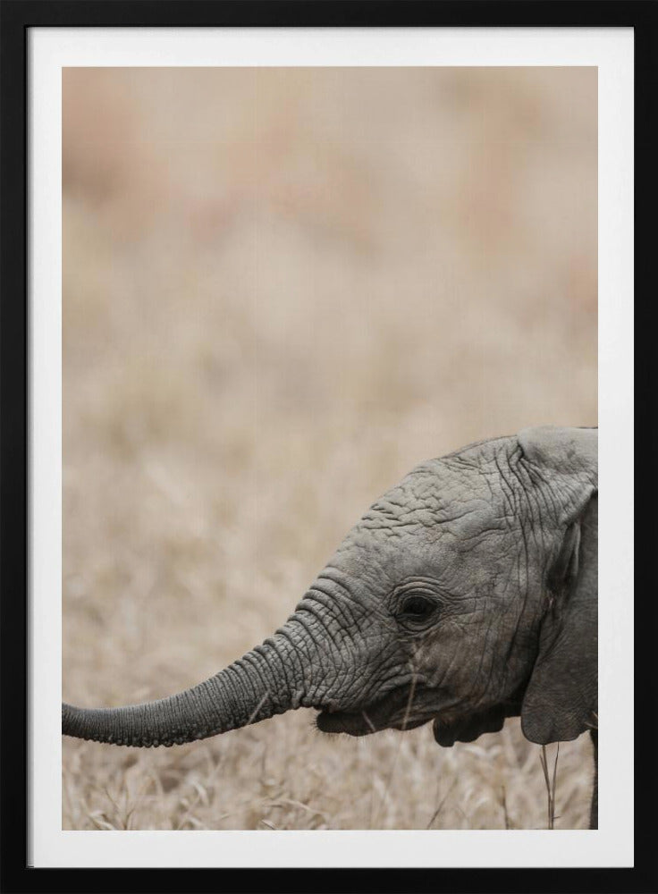 Gentle Giant's Gaze | Poster