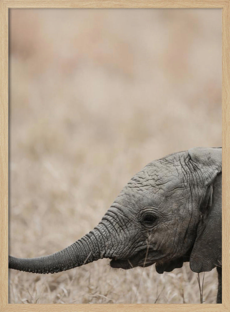 Gentle Giant's Gaze | Poster