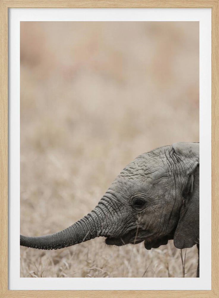 Gentle Giant's Gaze | Poster