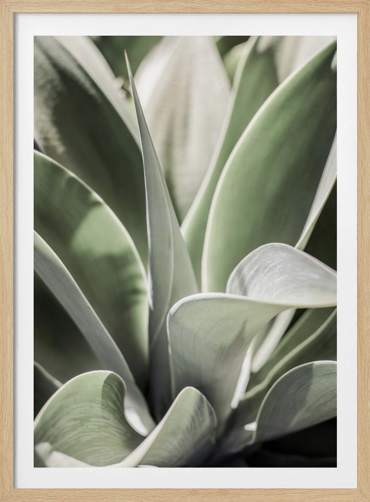 Agave Whisper | Poster