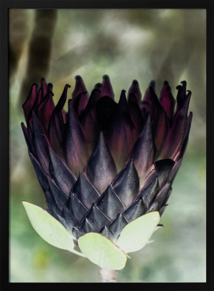 Shadowed Blossom | Poster