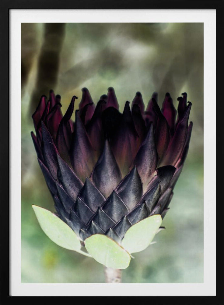 Shadowed Blossom | Poster