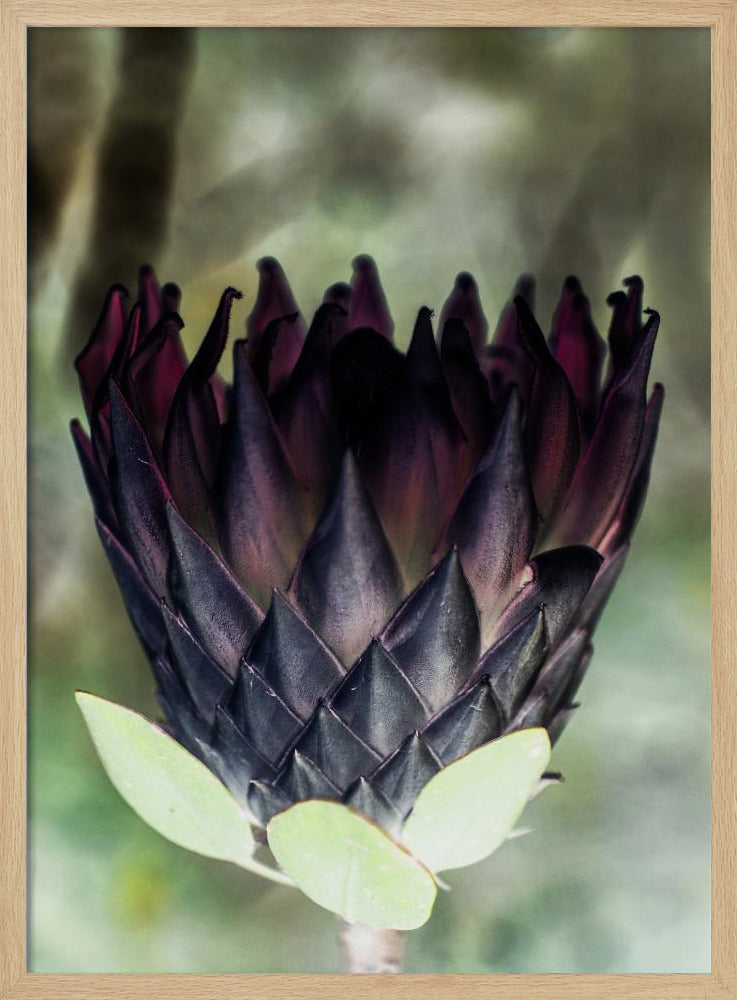 Shadowed Blossom | Poster