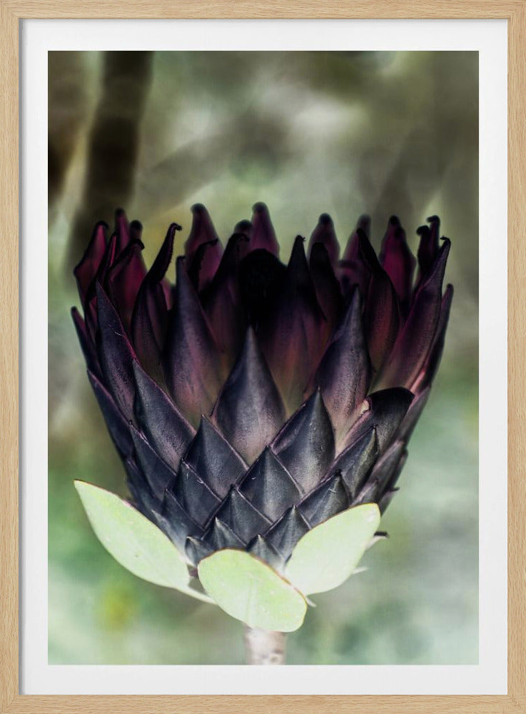 Shadowed Blossom | Poster