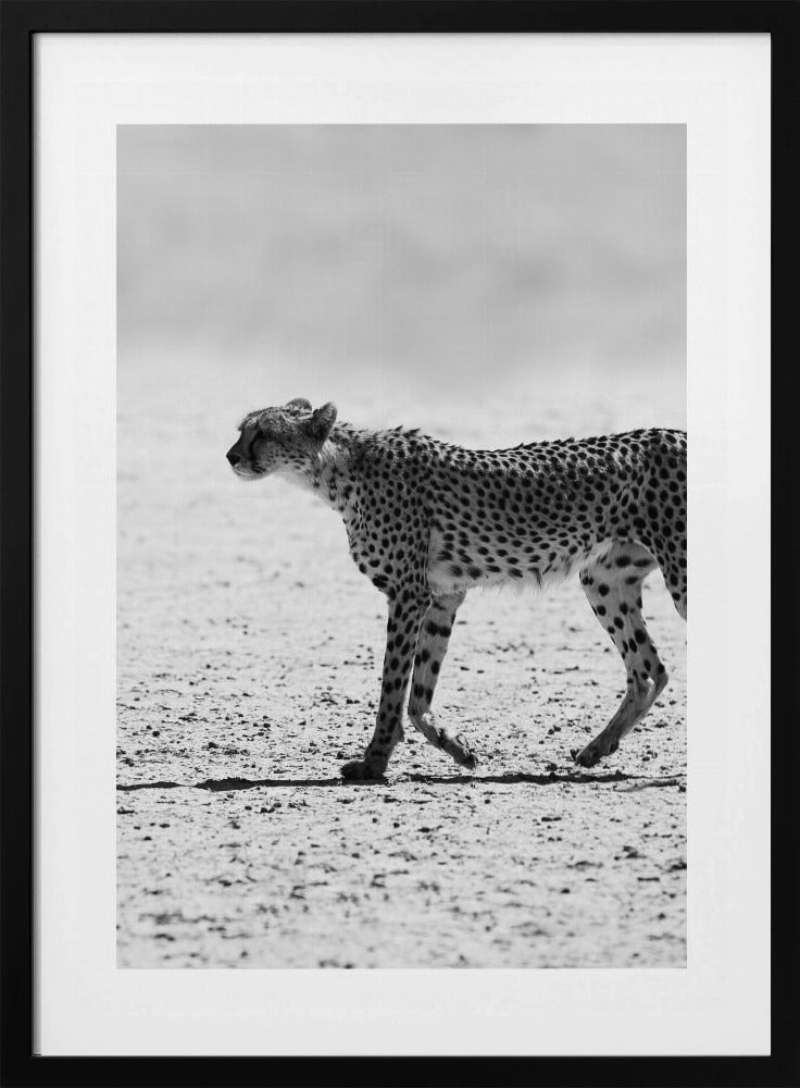 Cheetah's Stride | Poster