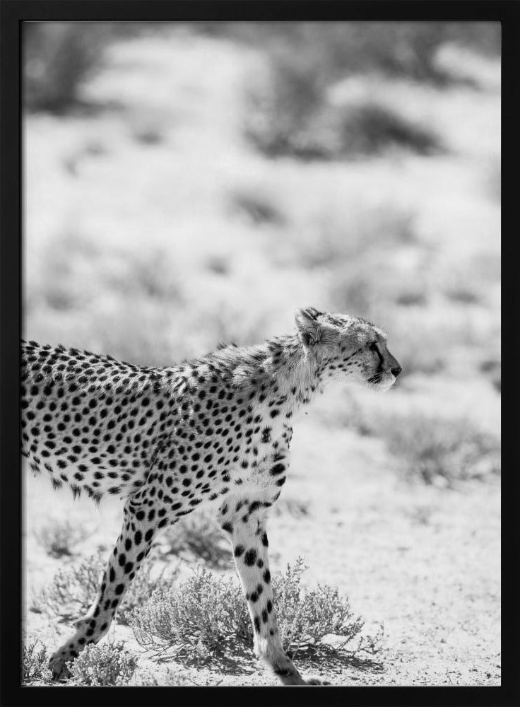 Cheetah's Grace | Poster
